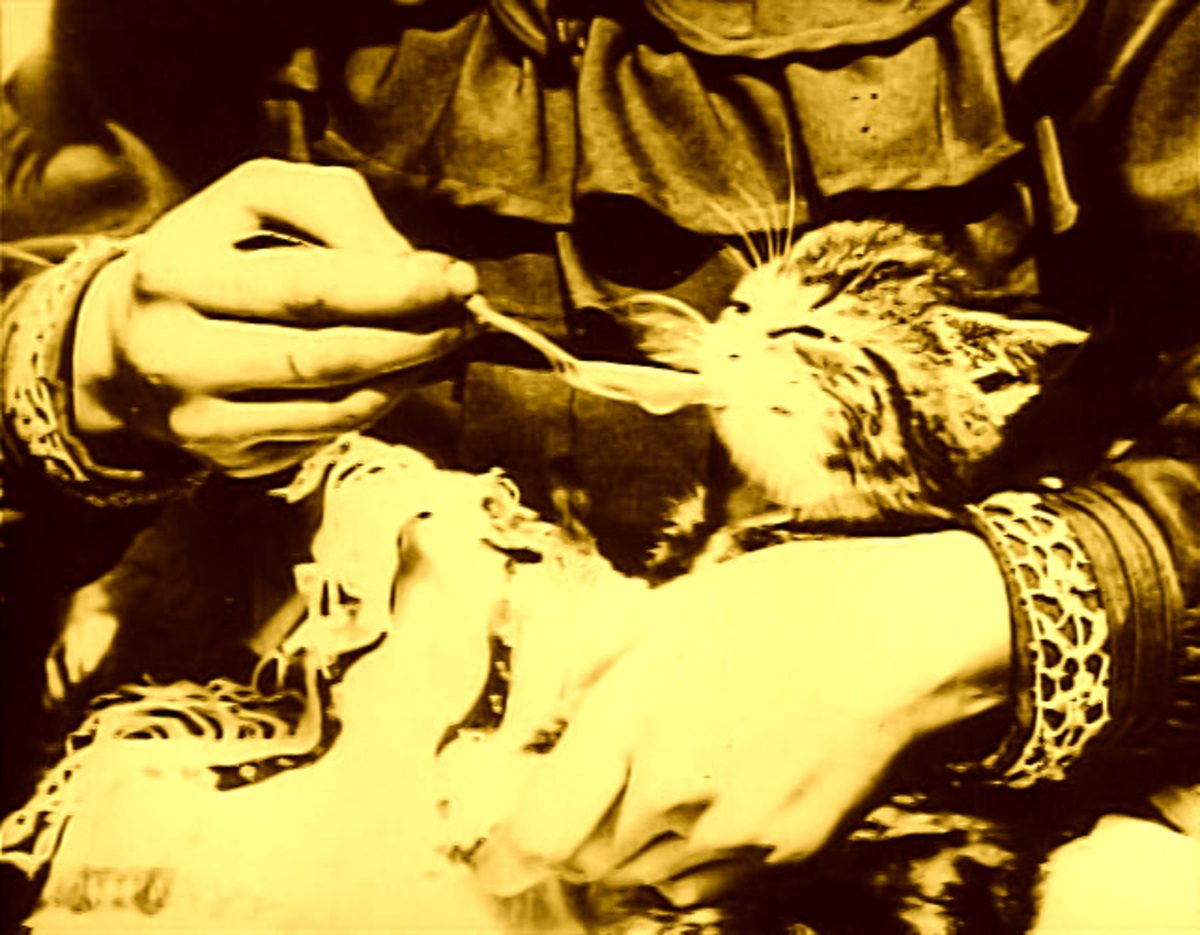 The actual close-up frame of the kitten from George Albert Smith's 1903 film The Sick Kitten